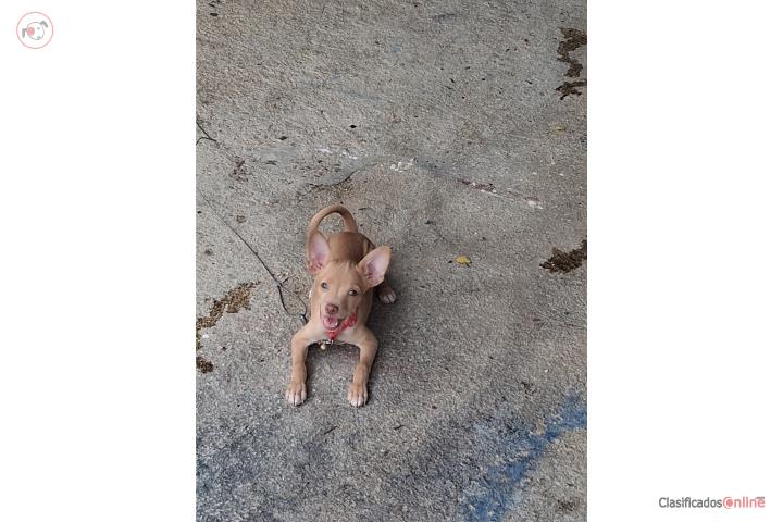 Chihuahua nene  guayanilla  200 Puerto Rico