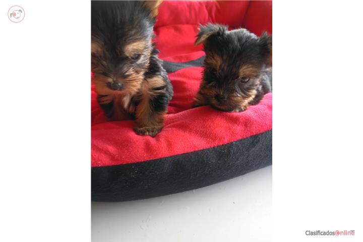 YORKIES $550 OMO Puerto Rico