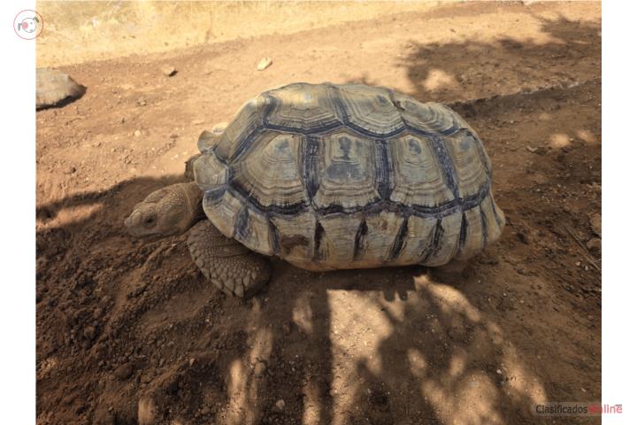 Sulcata Macho  Puerto Rico
