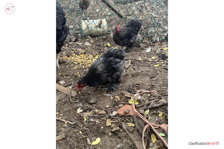Pareja gallinas Cochin enanas Puerto Rico