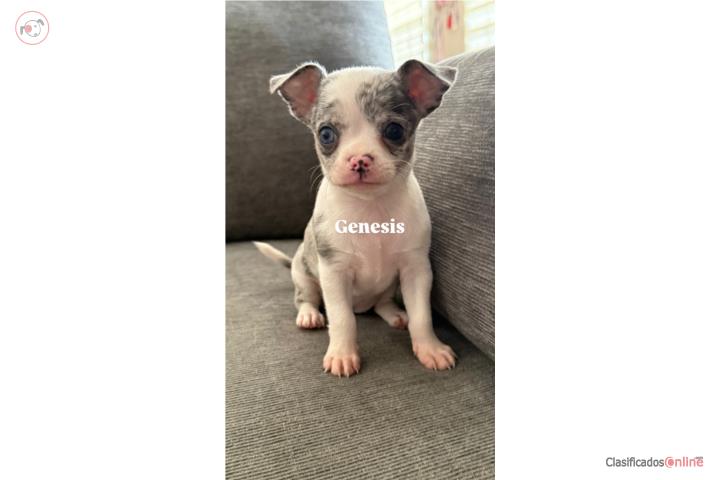 Chihuahua Applehead Merle Hembra Puerto Rico