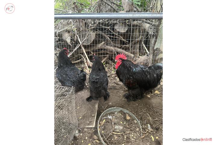 Trio gallinas Cochin gigantes  Puerto Rico