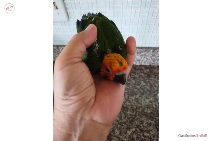 Pichon Jenday Conure Puerto Rico