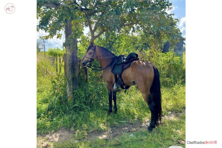 caballo Puerto Rico