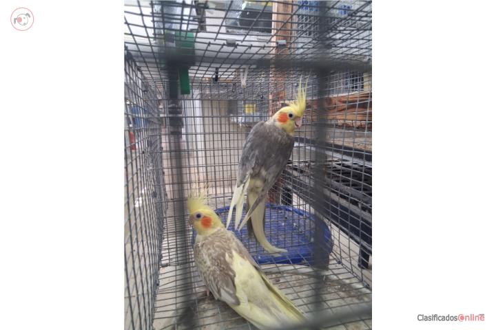 Hermosa pareja cockatieles Puerto Rico