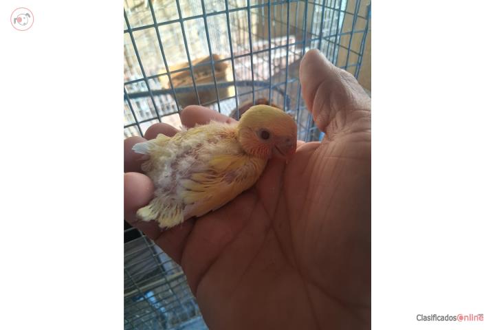 Lovebird para criar a mano lutino Puerto Rico