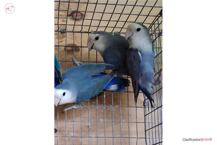 Lovebird hembras true blue ready Puerto Rico