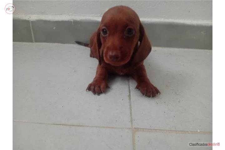 Salchicha Hembra Rednose Puerto Rico
