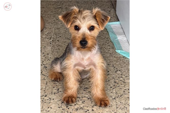 Yorkie - Macho - 4meses - Vacunado  Puerto Rico