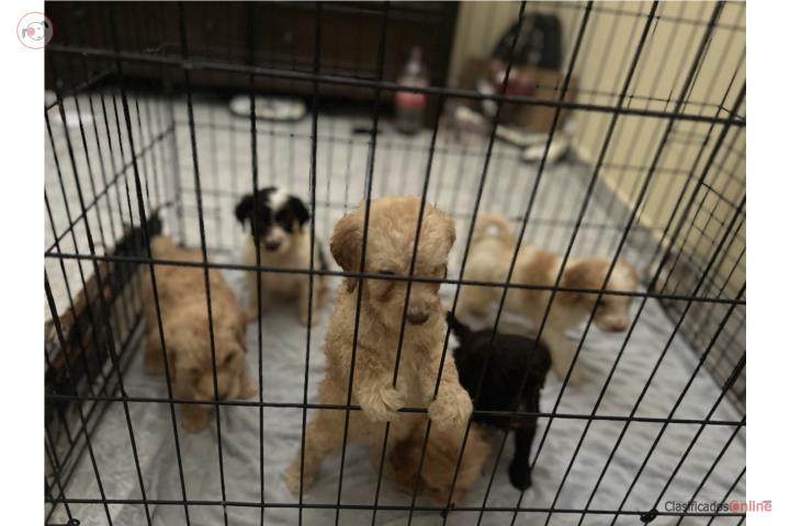 Golden doodle standard Puerto Rico