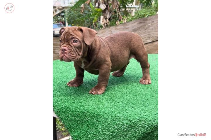 American Bully  Puerto Rico