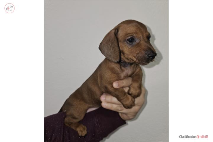 Dachshund - Salchicha mini Machos con Vacunas Puerto Rico