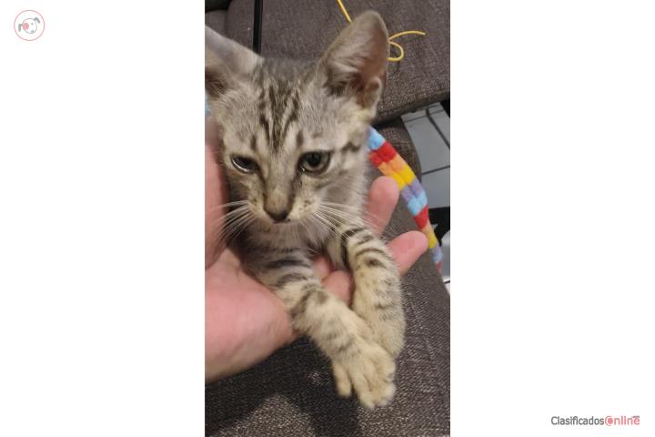 Female Short Gray Tabby Kitten $300 Puerto Rico