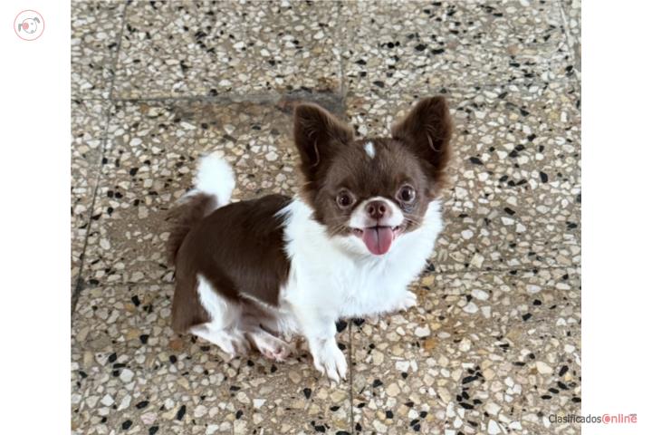 Chihuahua Macho Applehead 1 año Puerto Rico