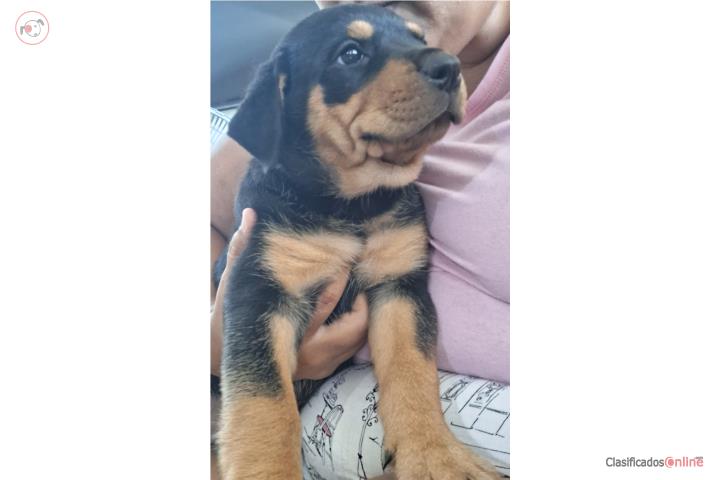 Rottweiler Puerto Rico