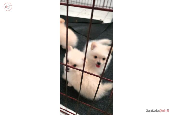 Cachorros pomeranian y maltés Puerto Rico