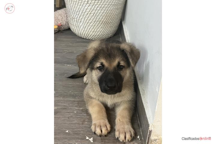 German shepherd big bone  Puerto Rico
