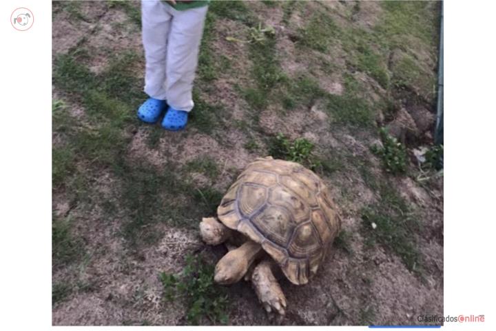 Sulcata for Sale in Puerto Rico