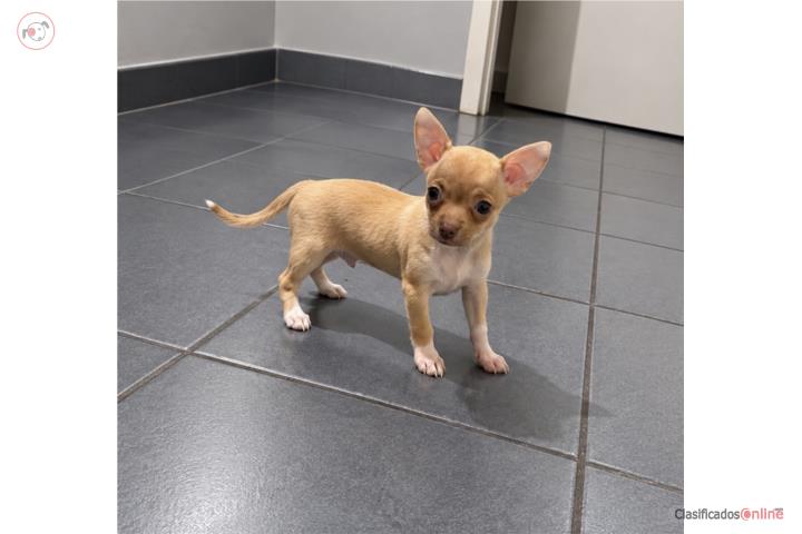Chihuahua Puppy in Arecibo
