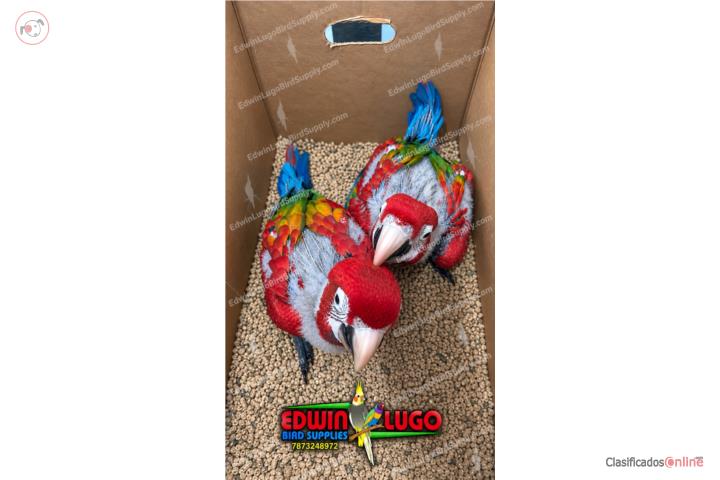 Ruby Macaw Puerto Rico