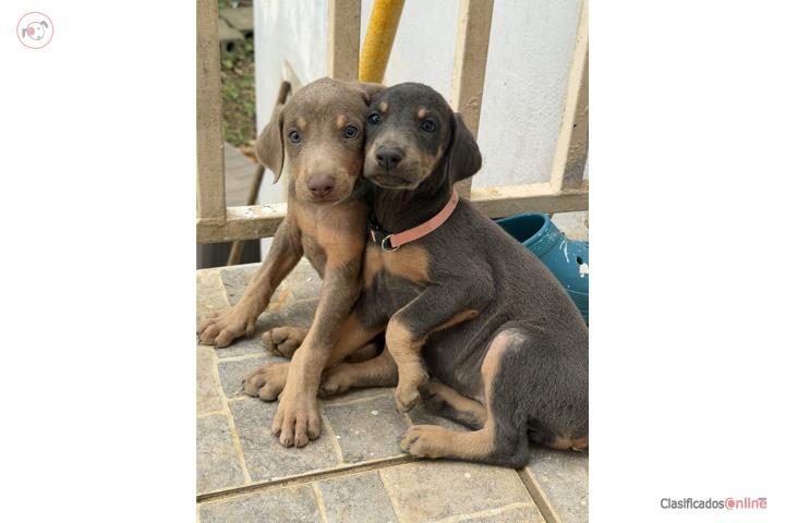 Doberman ready for pick up in Hatillo