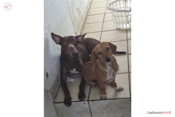 Se busca nuevo hogar  Puerto Rico