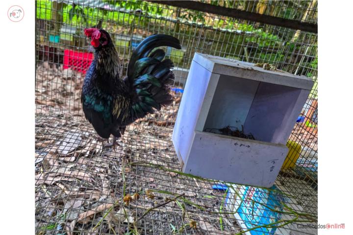 Gallinas y gallos ?? Kiris  Puerto Rico