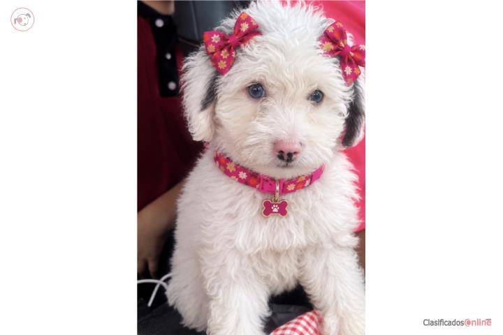 Mini Bernedoodle papá poodle ojos azules Puerto Rico