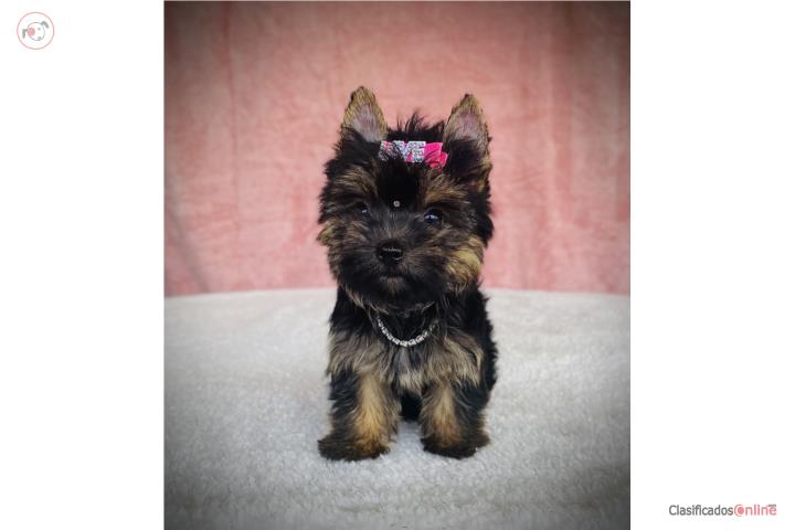 Yorkie Dollface Hembra Papeles AKC  Puerto Rico