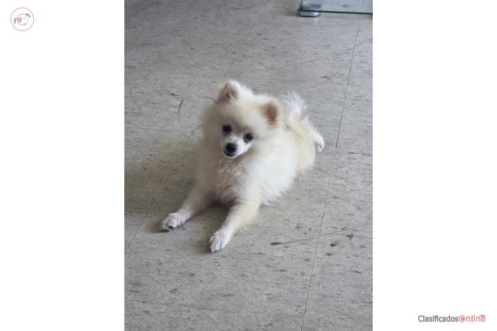Pomeranian machito Puerto Rico