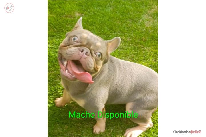 French Bulldog macho 3 años Puerto Rico