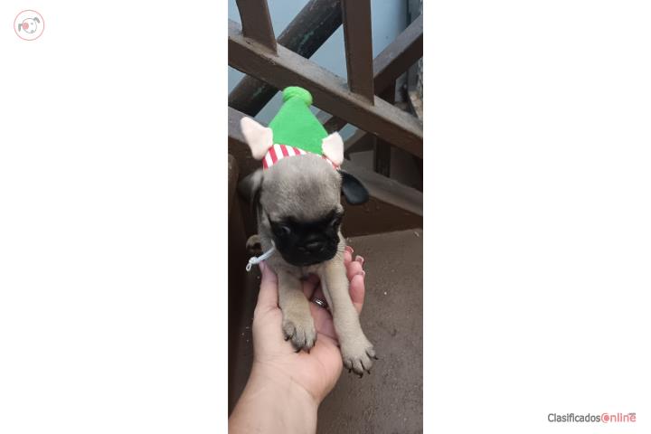 Pug Puerto Rico