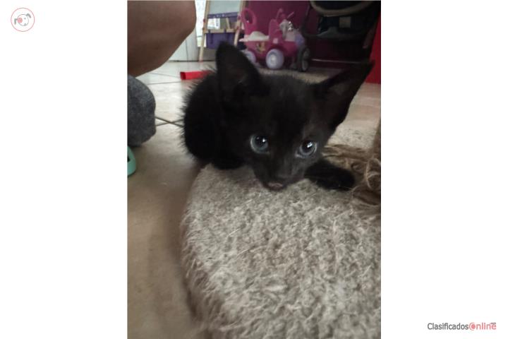 Gatito macho para adopción  Puerto Rico