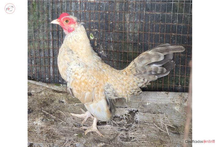 Gallito Kiri Puerto Rico