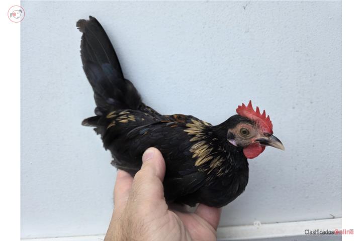 Gallito Kiri Puerto Rico