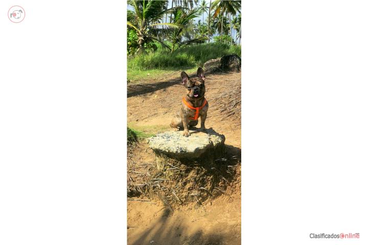 French Bulldog Puerto Rico