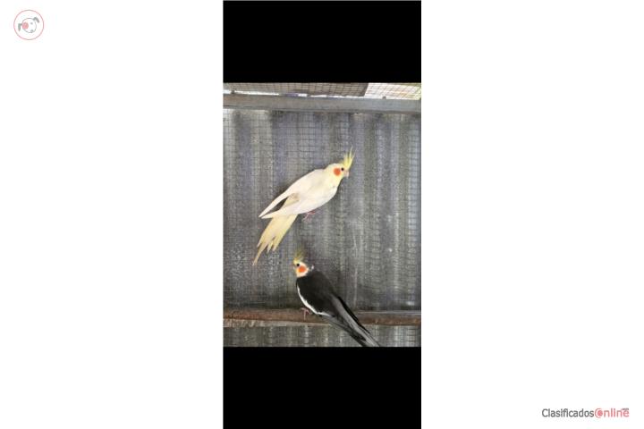 Pareja Cockatieles adultos Puerto Rico