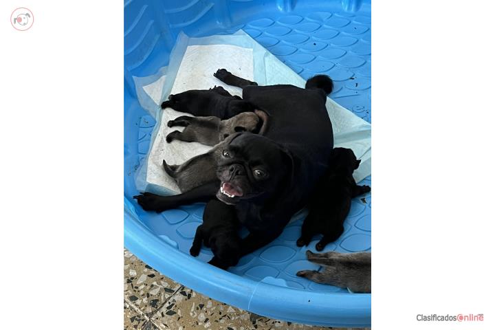 Pugs para la venta $300 Puerto Rico