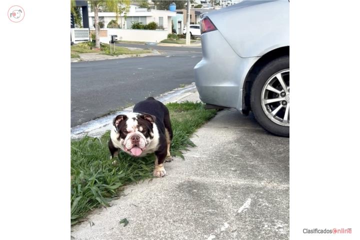Bulldog exótic macho de un año  Puerto Rico