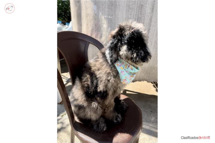 Standard Poodle Nena  Puerto Rico