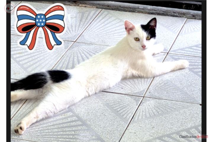 Gatita 7 meses área Arecibo  Puerto Rico