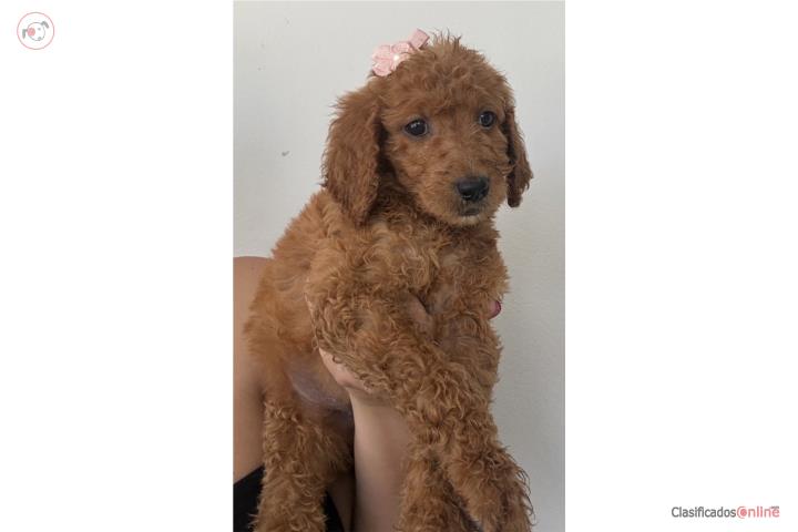 Goldendoodles nene y nena  Puerto Rico