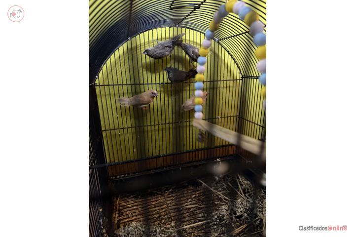 Finches Puerto Rico