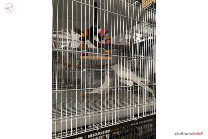 Cokatiel blancos Puerto Rico