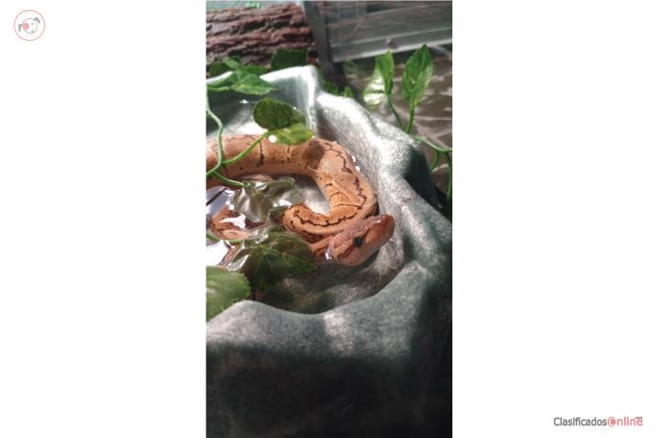 Ball python Puerto Rico
