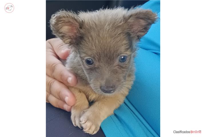Chihuahua con Pelo Largo Puerto Rico
