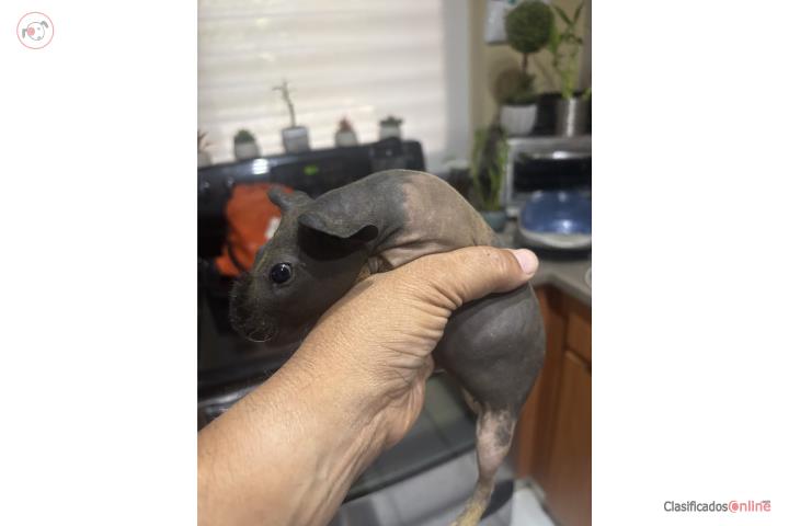 Se venden Skinny Pigs Puerto Rico