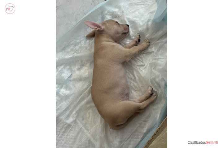En adopción
