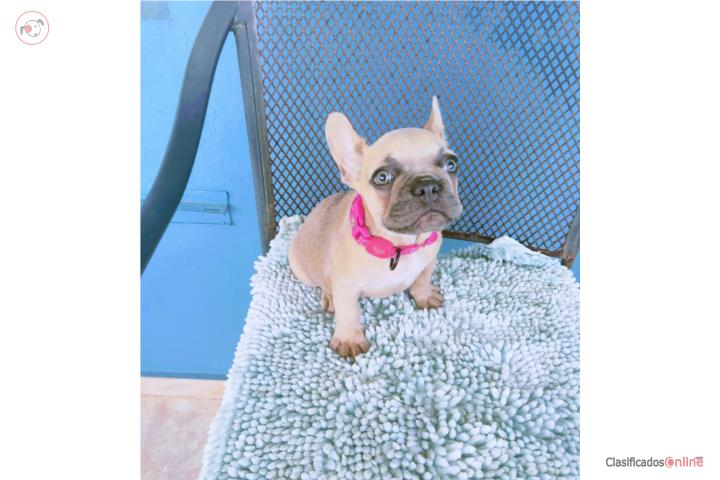 HERMOSA FRENCH BULLDOG HEMBRA BLUE FAWN Y AKC Puerto Rico