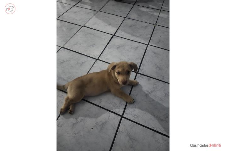 Adopción  Puerto Rico